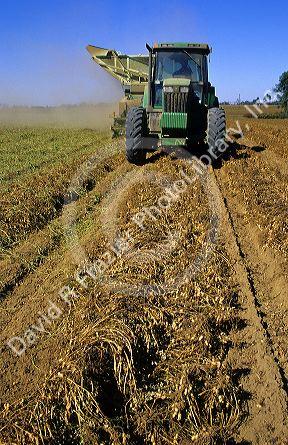 Peanut harvest in Georgia.