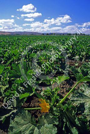 Zucchini squash plants with flowers.