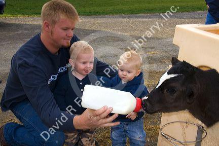 A farmer and his boys feed a dairy calf with a bottle on a farm in Utah.