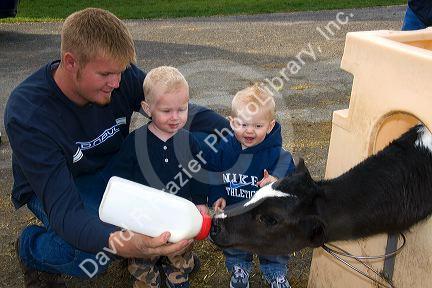 A farmer and his boys feed a dairy calf with a bottle on a farm in Utah.
