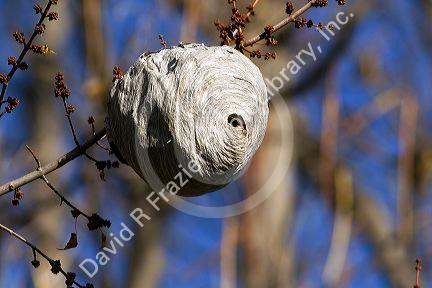Wasp nest hanging from a tree branch in Boise, Idaho.