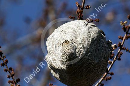 Wasp nest hanging from a tree branch in Boise, Idaho.