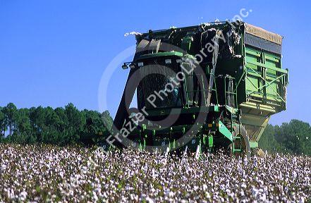 Cotton harvest near Tifton, Georgia.