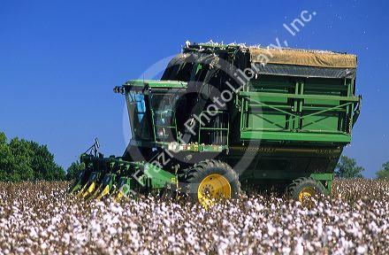Cotton harvest near Tifton, Georgia.