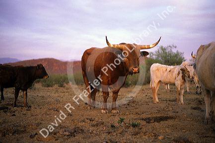 Longhorn cattle in Arizona.