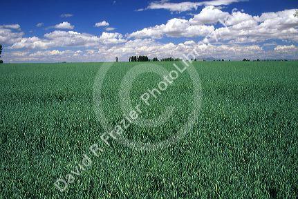 A crop of oat plants in Idaho.