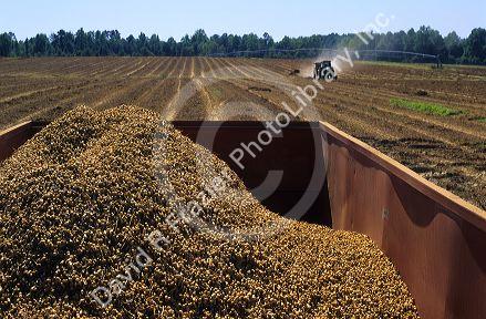 Peanut harvest in Georgia.