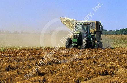Peanut harvest in Georgia.