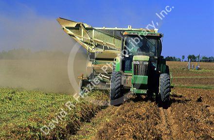 Peanut harvest in Georgia.