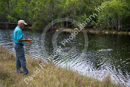 Man fishing in Everglades National Park with American Alligator in water, Florida.