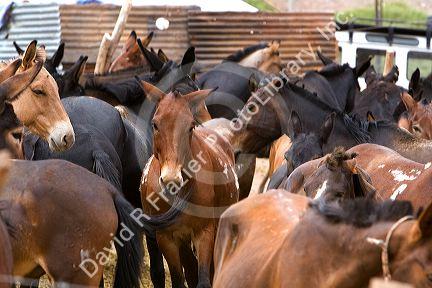 Mules used for packing in the Andes Mountain Range, Argentina.