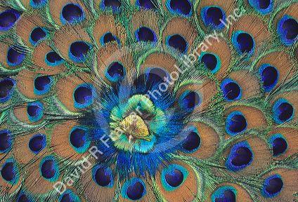 Peacock feather fan in India.