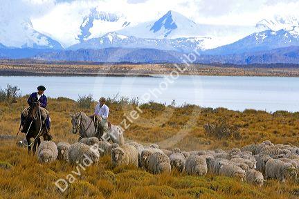 Gauchos herd sheep near Lake Argentino on the Patagonian grasslands near El Calafate, Argentina.