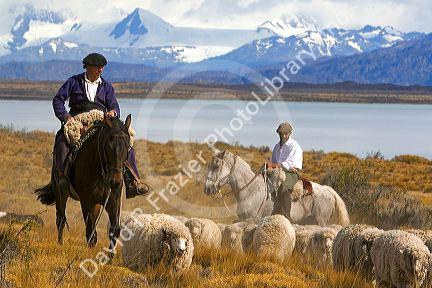 Gauchos herd sheep near Lake Argentino on the Patagonian grasslands near El Calafate, Argentina.