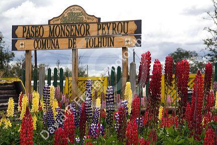 Spanish language sign and lupin flowers at Tolhuin, Tierra del Fuego, Argentina.