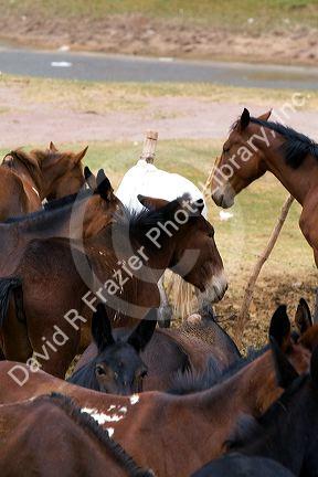 Mules and horse used for packing in the Andes Mountain Range, Argentina.