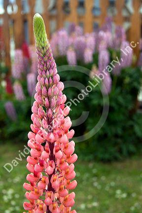 Lupin flower at Tolhuin, Tierra del Fuego, Argentia.