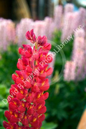 Lupin flower at Tolhuin, Tierra del Fuego, Argentina.
