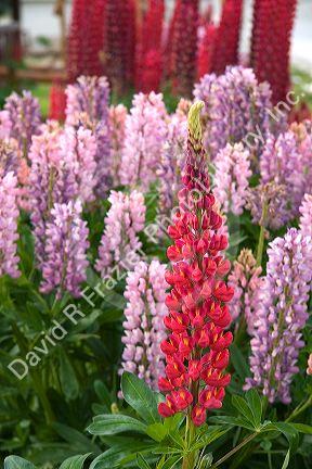 Lupin flowers at Tolhuin, Tierra del Fuego, Argentina.