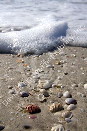 Seashells on the beach at Sanibel Island on the Gulf Coast of Florida.