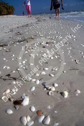Seashells on the beach at Sanibel Island on the Gulf Coast of Florida.