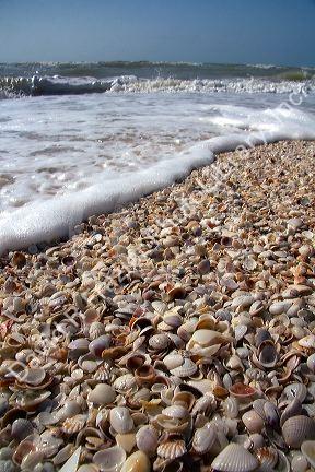 Seashells on the beach at Sanibel Island on the Gulf Coast of Florida.