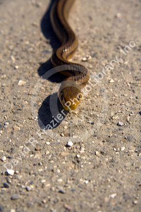 Yellow rat snake on Sanibel Island on the Gulf Coast of Florida.