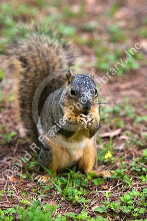 Squirrel in Hermann Park in Houston, Texas.