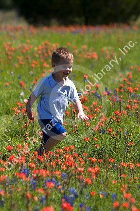 Young boy running through a field of Indian Paintbrush and Bluebonnet wildflowers in Washington County, Texas. MR