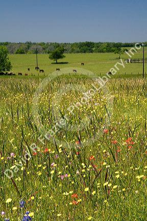 Field of wildflowers in Washington County, Texas.