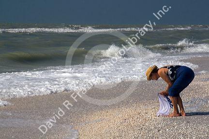 Beachcomber searching for seashells on the beach at Sanibel Island on the Gulf Coast of Florida.
