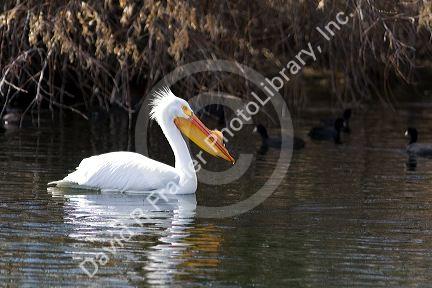American White Pelican in the Snake River at Hagerman, Idaho.