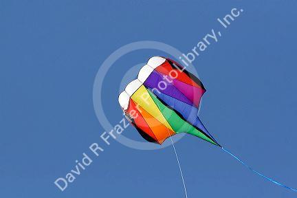 Kite flying in a blue sky at Galveston, Texas.