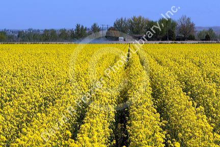 Crop of yellow flowering rapeseed also known as canola in Canyon County, Idaho.