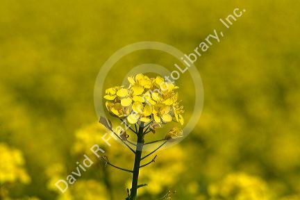 Yellow flowering rapeseed also known as canola in Canyon County, Idaho.