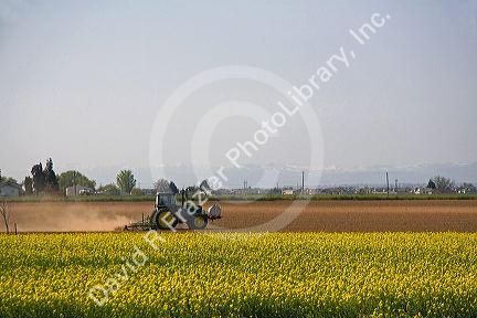 Tractor tilling soil near a crop of yellow flowering rapeseed also known as canola in Canyon County, Idaho.