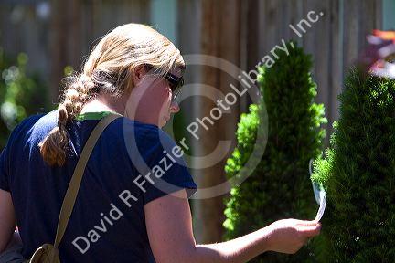 Woman reading the tag on a tree at a nursery in Nampa, Idaho. MR