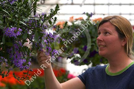 Woman shopping for flowers in the greenhouse of a nursery in Nampa, Idaho. MR