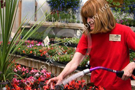 Nursery employee watering flowers in a greenhouse in Nampa, Idaho. MR