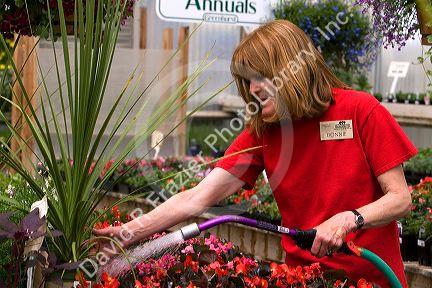 Nursery employee watering flowers in a greenhouse in Nampa, Idaho. MR