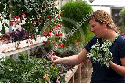 Woman shopping for plants in the greenhouse of a nursery in Nampa, Idaho. MR
