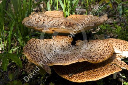 Dryad's Saddle wild fungi growing on the forest floor in Eaton County, Michigan.
