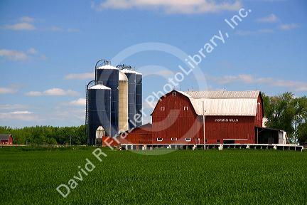 Farm surrounded by green unripe wheat at St. Louis, Michigan. PR