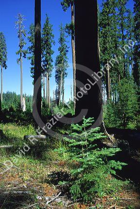 Reforestation and young tree on the Oregon coast.