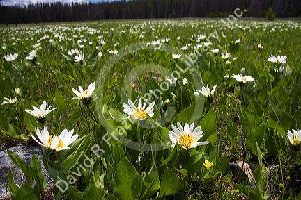 White Rayed Mules Ear wildflower growing in the Sawtooth Valley near Stanley, Idaho.