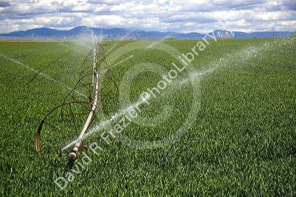 Sprinkler irrigation in a wheat field in Canyon County, Idaho.