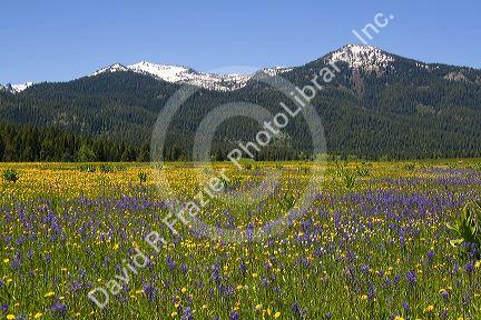 Meadow of Camas Lily wildflowers below Snowbank Mountain in Round Valley, Idaho.