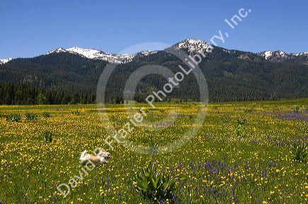 Small dog running through a meadow of wildflowers below Snowbank Mountain in Round Valley, Idaho.