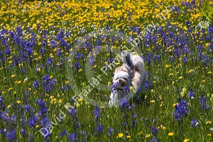 Small dog running through a meadow of wildflowers in Round Valley, Idaho.