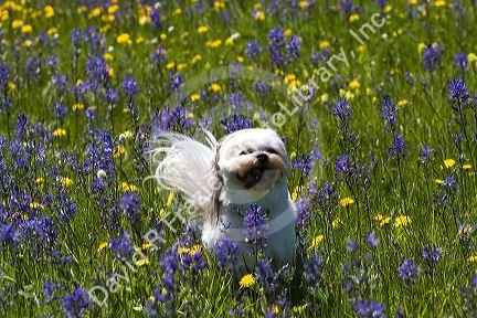 Small dog running through a meadow of wildflowers in Round Valley, Idaho.